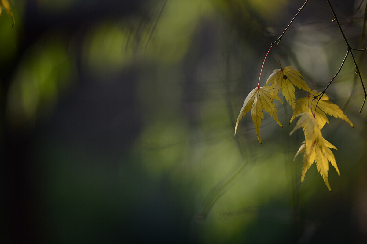 枫叶主机一年多少钱