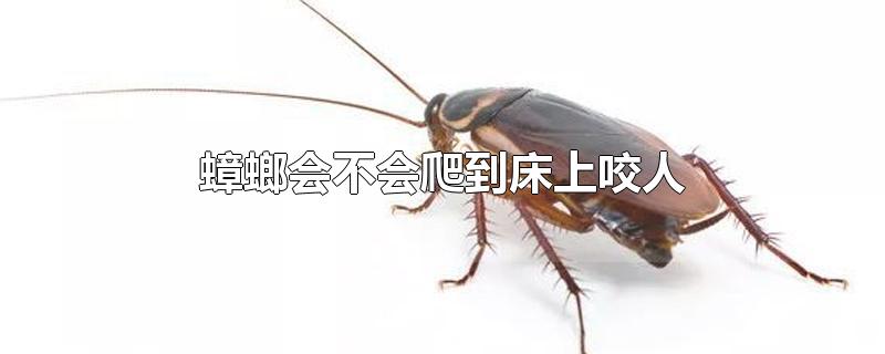 蟑螂爬到电脑主机里会怎么样