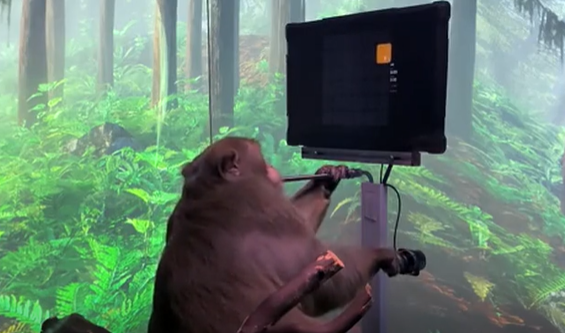 玩主机的猴在哪直播