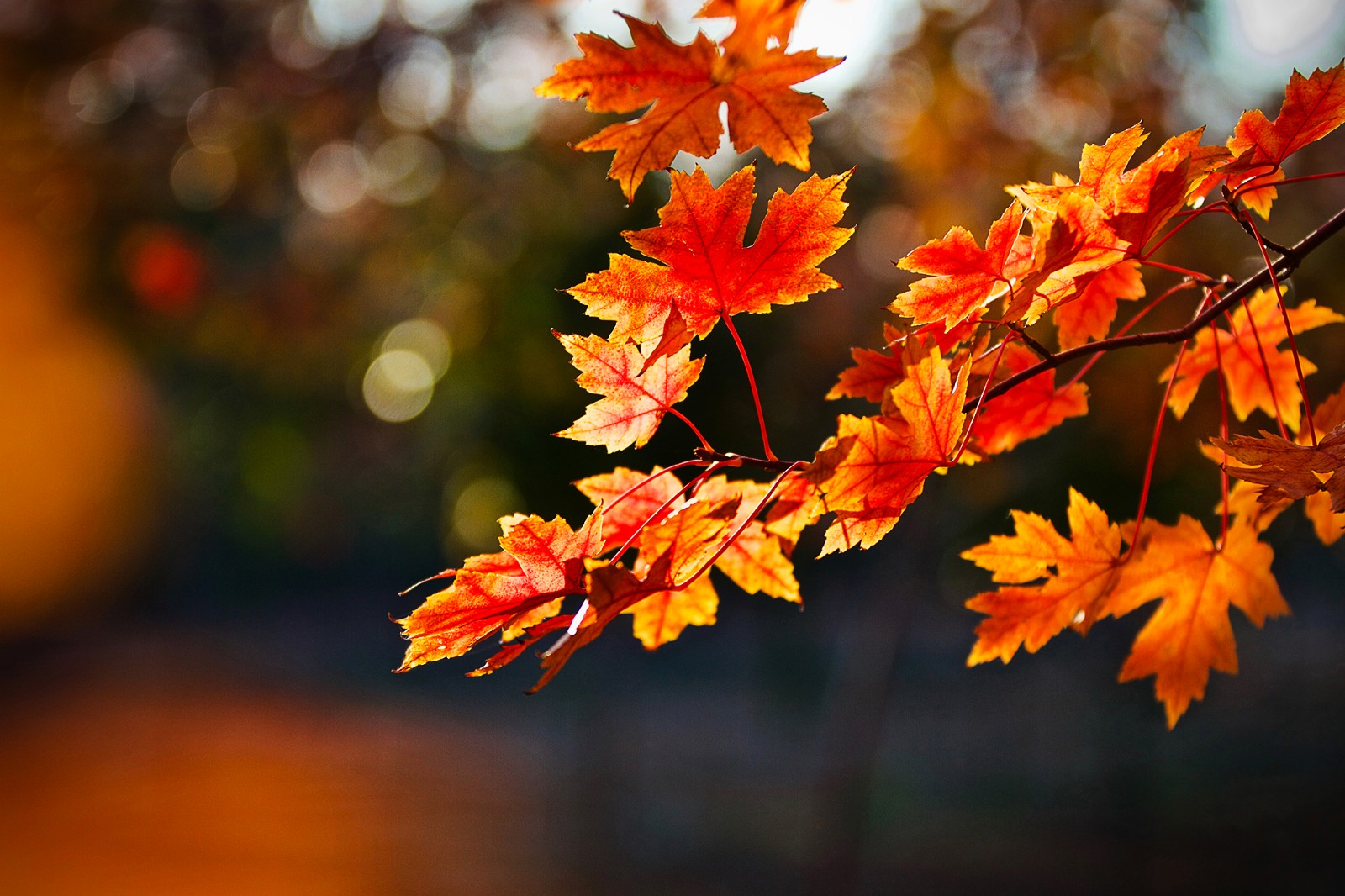 枫叶主机不能用