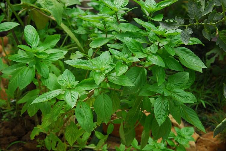 为什么大金给我配两主机